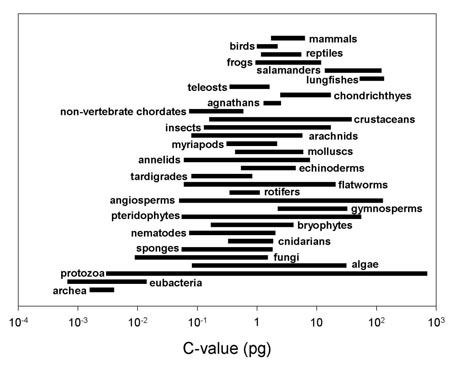 Summary figure of C-Values from Gregory 2004a